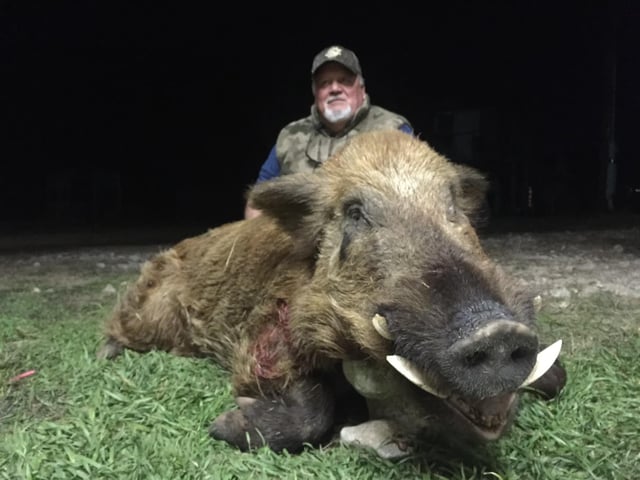 Hog Hunting the Hill County