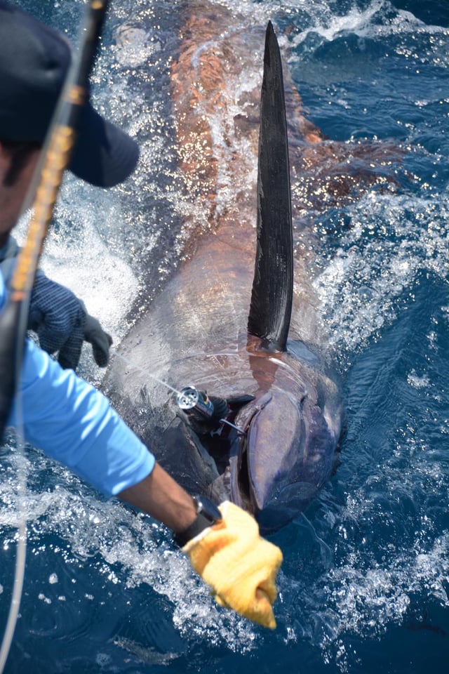 Marlin Fishing in Ecuador