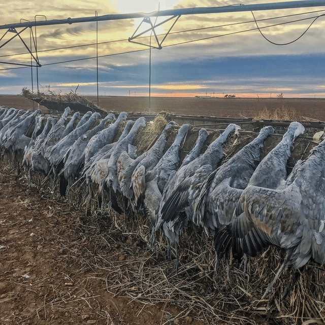 Sandhill Crane Insanity