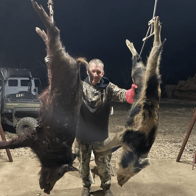 Bow Hunting Hogs!