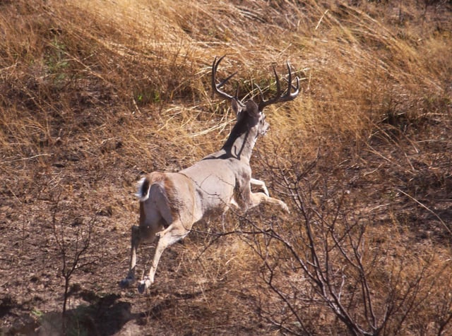 No-Frills Whitetail Hunt