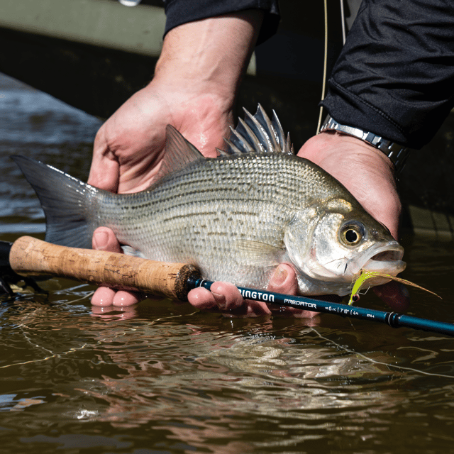 Brazos River Fly Fishing