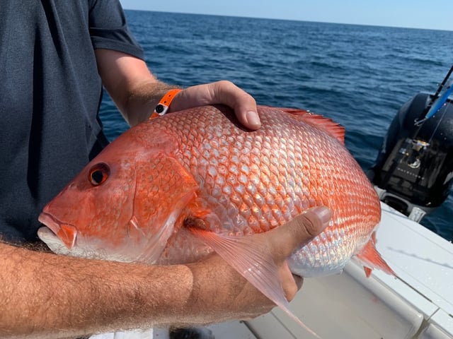 Red Snapper Fishing in Orange Beach, Alabama