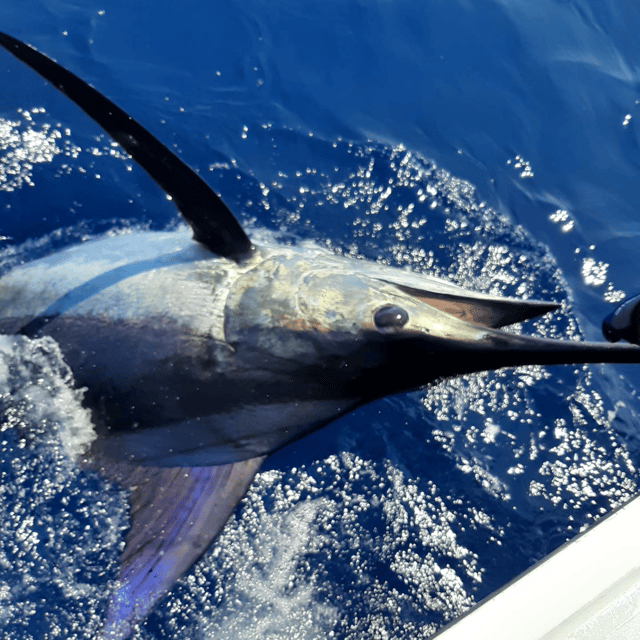 Extended Day - Blue Marlin