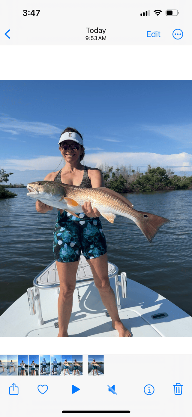 Redfish Fishing in Pine Island Center, Florida