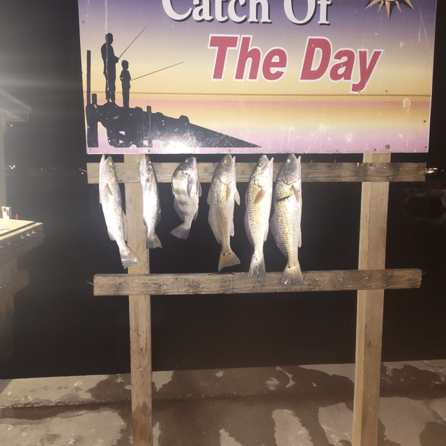 Black Drum, Redfish, Speckled Trout Fishing in Rockport, Texas