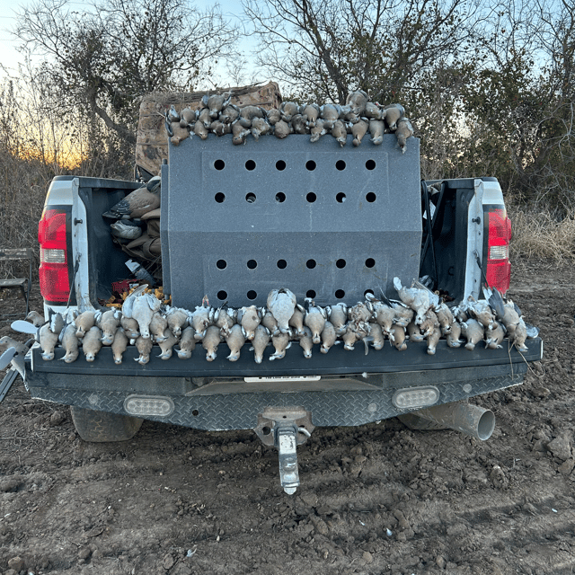 Central Texas Dove Hunts