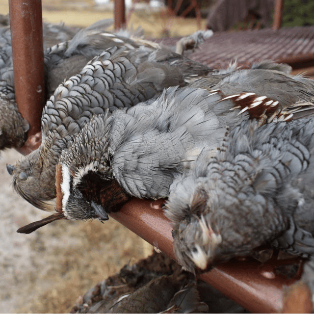 Quail Hunts