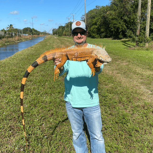 Iguana Hunting in West Palm Beach, Florida