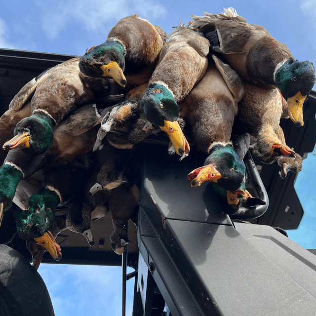 Temple Texas Duck Hunts w/ Lodging & Meals