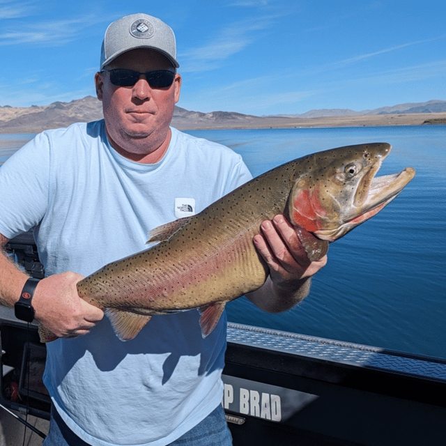 Pyramid lake trophy cutthroat trout boat trips