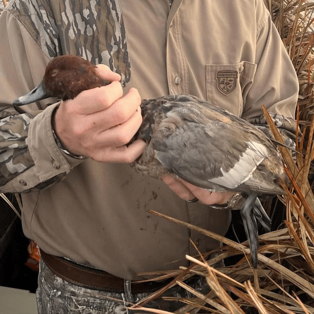 Waterfowl Hunts