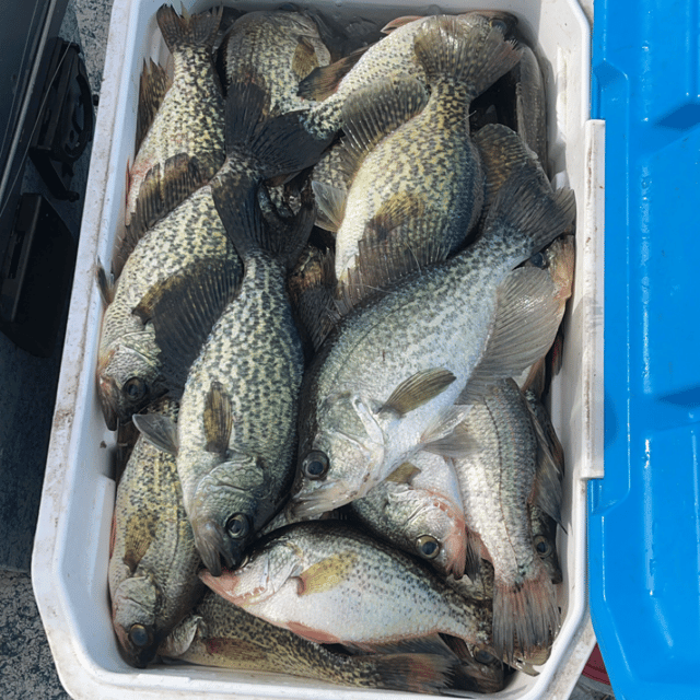 Lake Okeechobee Crappie Fishing