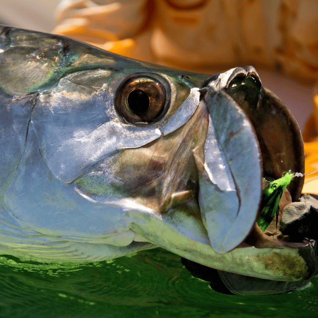 Tarpon Fishing in Palm Harbor, Florida