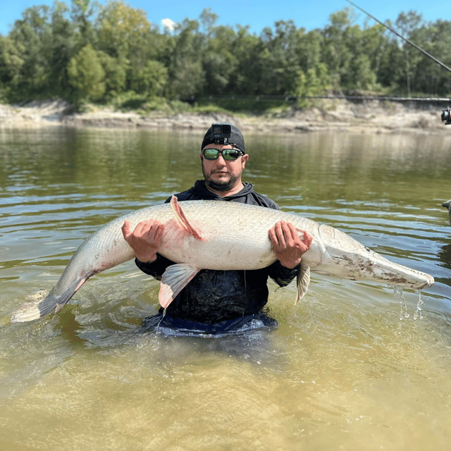 Bank Alligator Gar