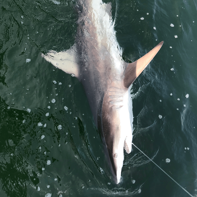 Shark Trip – Nearshore/Offshore