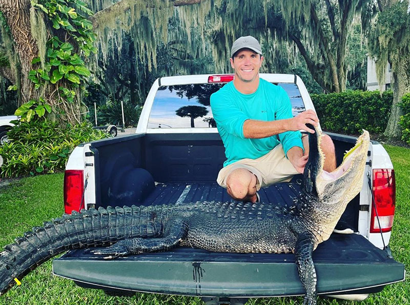 Alligator