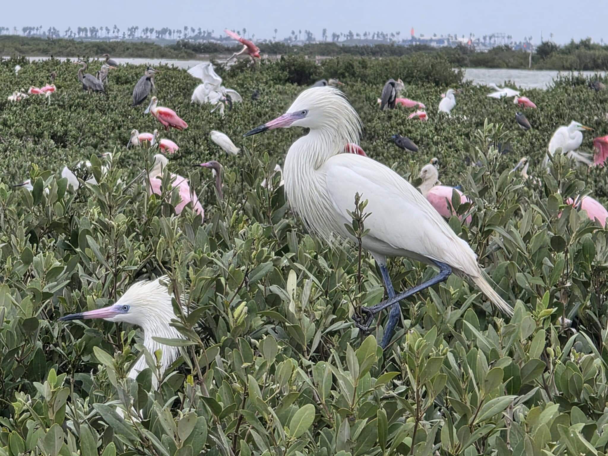 Birding