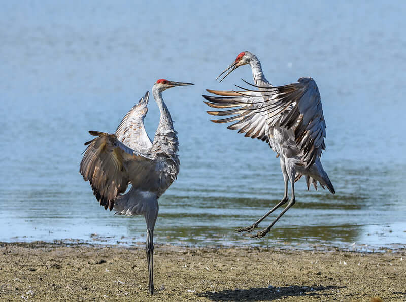 Crane