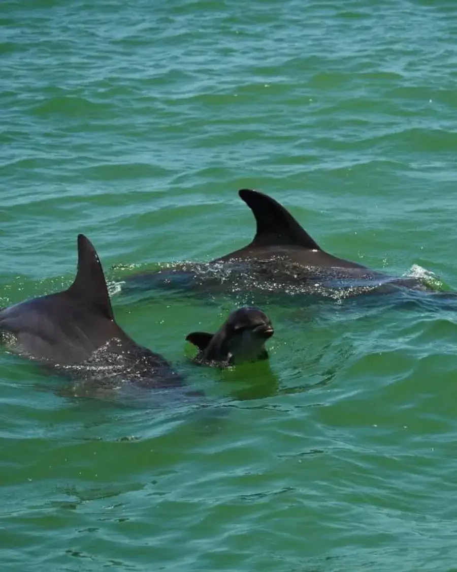 Dolphin Watching
