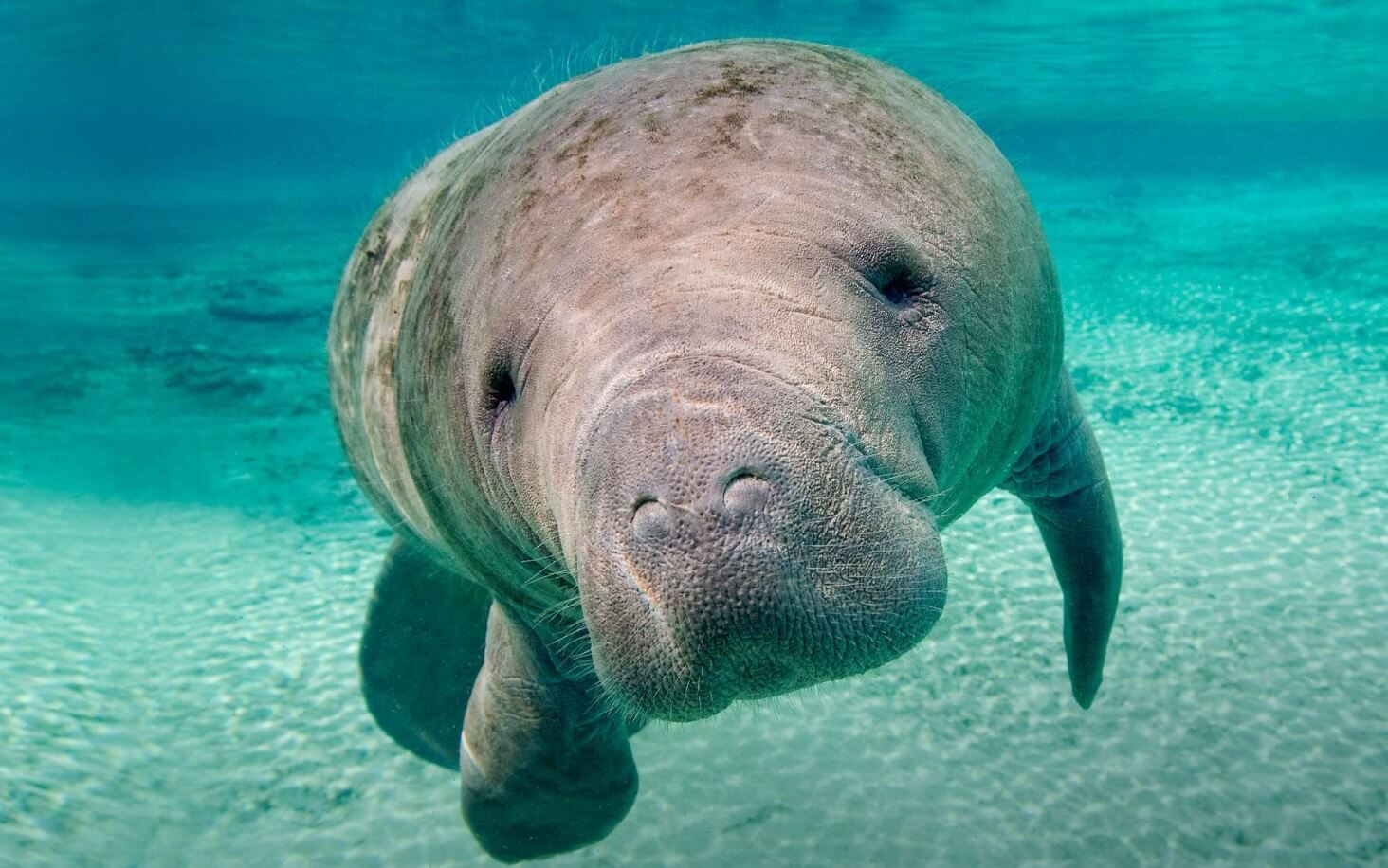 Manatee Tour