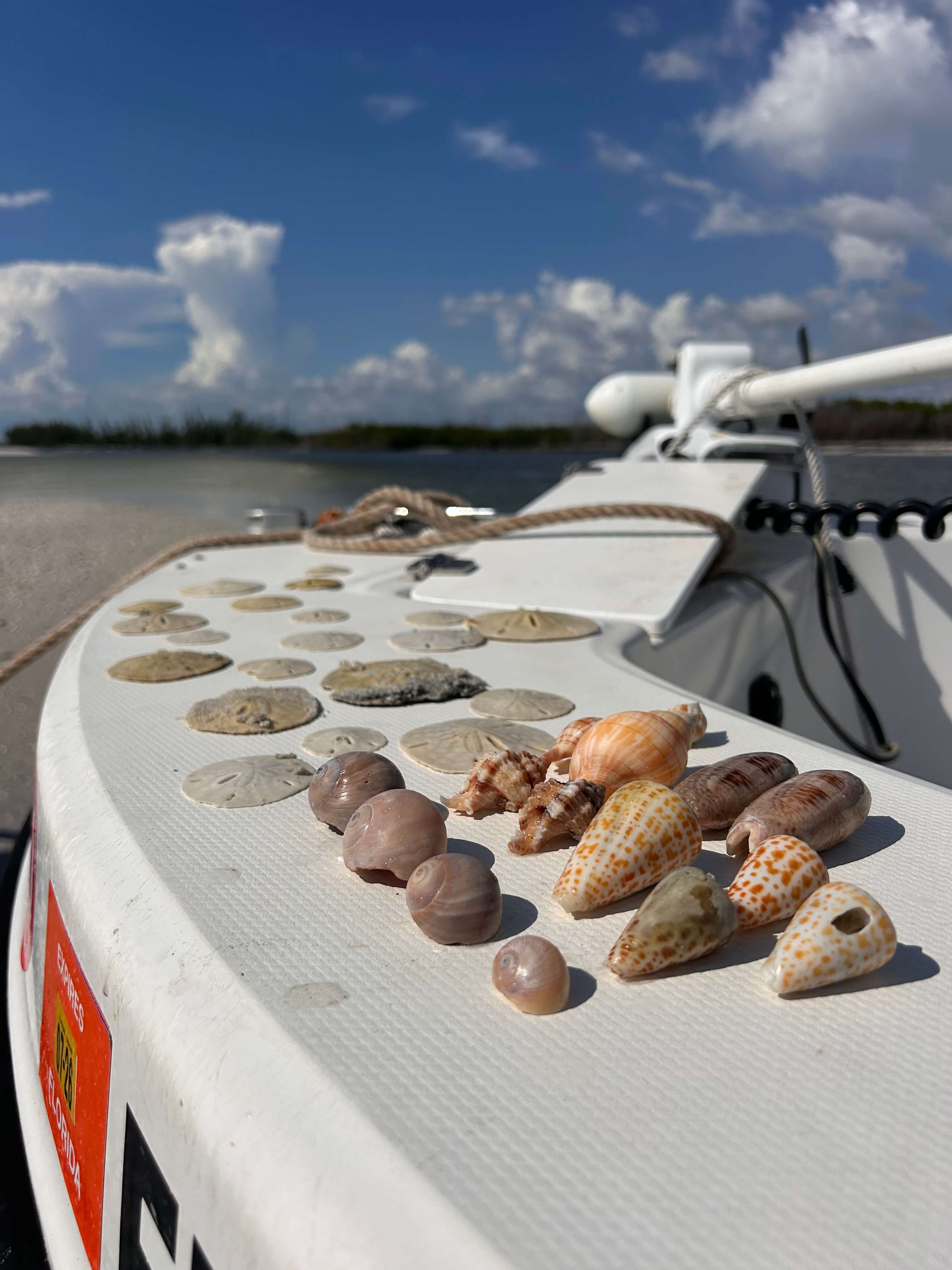 Shelling