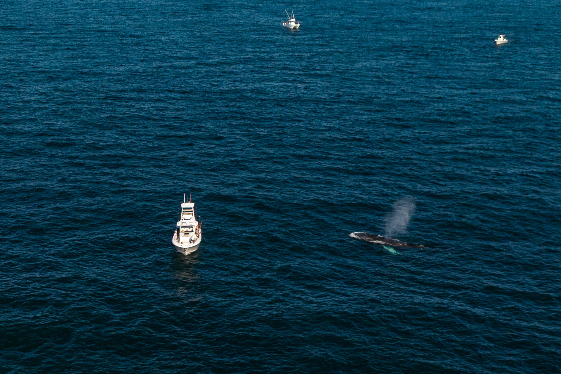 Whale Watching