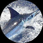 Profile photo of Captain Experiences guide Luis