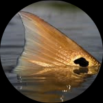 Profile photo of Captain Experiences guide Trey