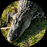 Profile photo of Captain Experiences guide Julie