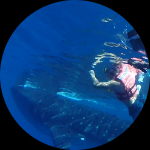 Profile photo of Captain Experiences guide Julio