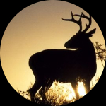Profile photo of Captain Experiences guide Arnold LaCount