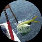 Profile photo of Captain Experiences guide Tadeo