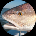 Profile photo of Captain Experiences guide Justin Remegi